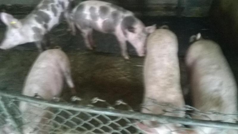 Pensiunea ,,La Struti" Târgu Neamț Exteriör bild
