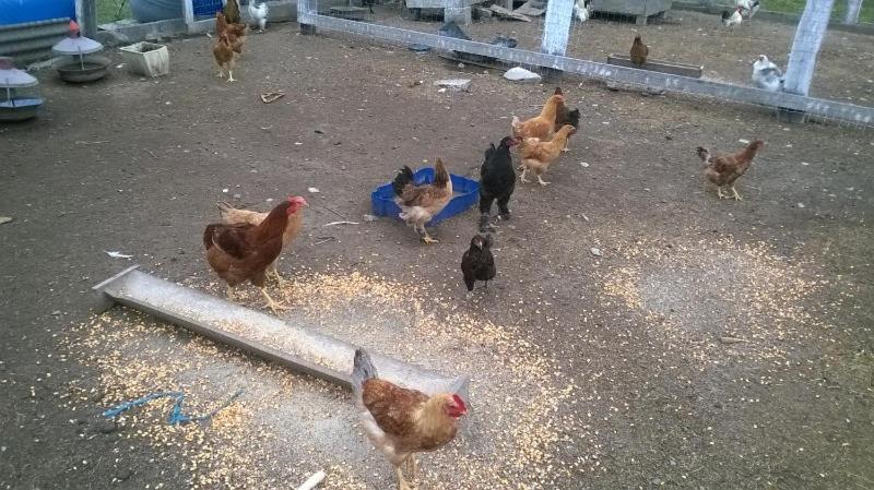 Pensiunea ,,La Struti" Târgu Neamț Exteriör bild
